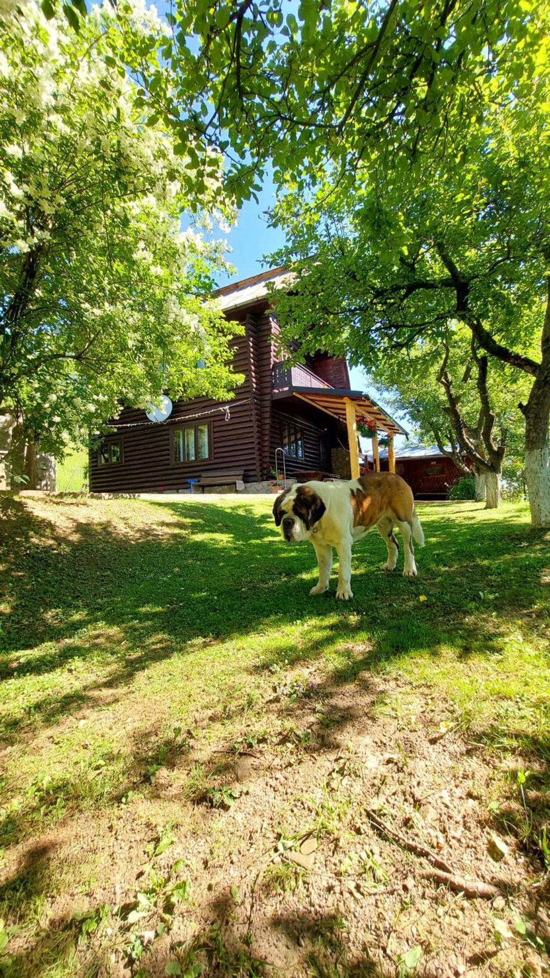 Cabana Dochita Ceahlău エクステリア 写真